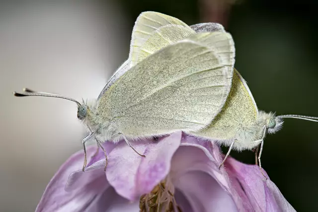 In unserem Garten entdeckt | Foto: Eigenes Foto von GT