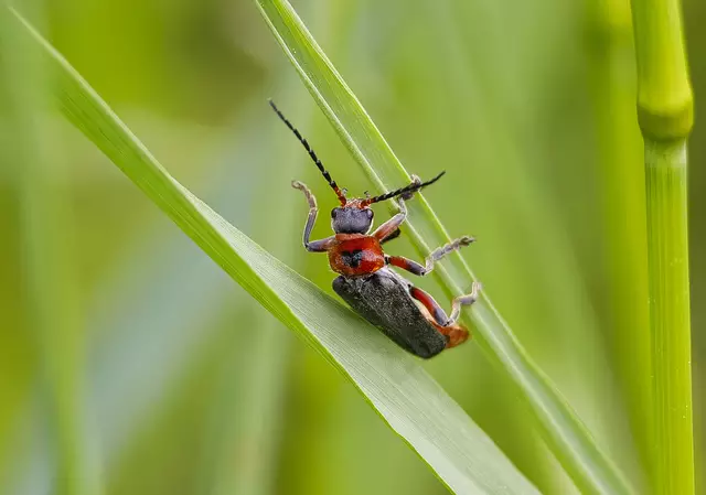 Foto: c uschipohl