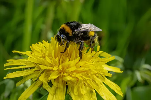 Honigbienen, Hummeln und Käfer werden von den Blüten des Löwenzahns magische angezogen. Der Löwenzahn ist Im Frühjahr  ein wichtiger Nektarspender für Hummeln, Bienen und Schmetterlinge. | Foto: Rüdiger Reingräber