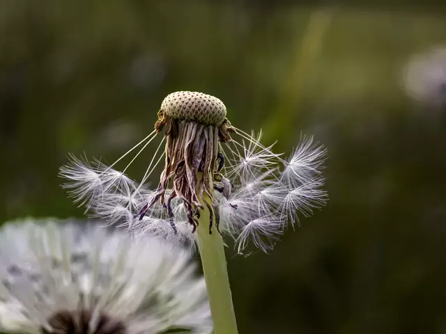 Abhängig von Windstärke und Wetter können die Löwenzahnsamen einige Hundert Meter weit fliegen.  | Foto: Rüdiger Reingräber