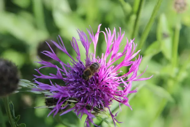 Blumenwiese bei Braunsbach | Foto: Ralf Röser