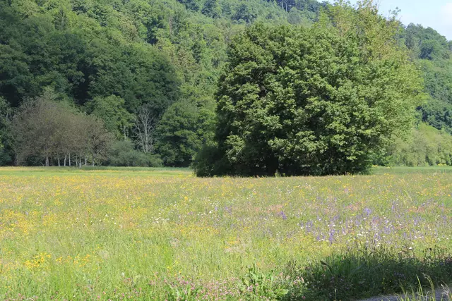Blumenwiese bei Braunsbach | Foto: Ralf Röser