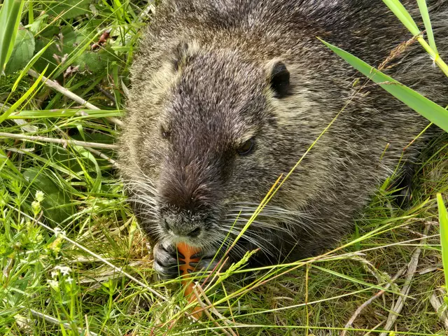 Ich weiß nicht wo die Möhre herkommt, aber sie schmeckt.  | Foto: Heidrun Rosenberger 