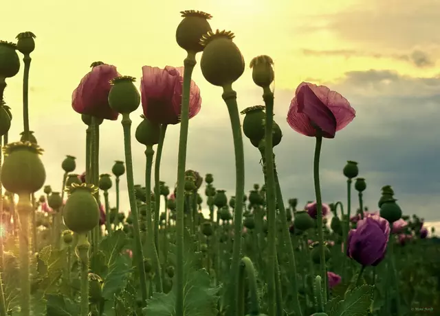 Die Blüte ist vorbei - aber die Fruchtstände bieten auch schöne Motive | Foto: Moni Bordt