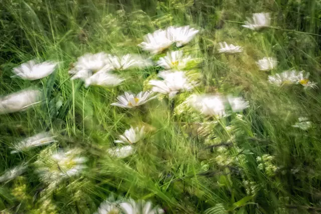 Eine vom Wind bewegte Wildblumenwiese mit Margeriten. | Foto: Rüdiger Reingräber