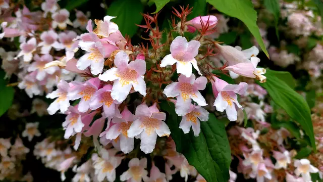 Es blüht so schön🌸🌺🪷😍 | Foto: Ralf Röser