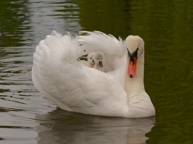 Kleine Schwanküken werden über den Neckar transportiert! So niedlich!!! | Foto: Eigenes Bild TB