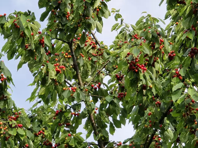 🍒🍒😋😋 | Foto: Heidrun Rosenberger 