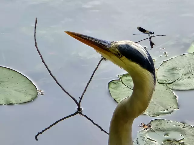 kleine Libelle. 
Das habe ich schon ganz anders gesehen. | Foto: Heidrun Rosenberger