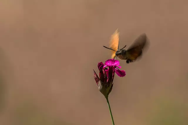 Taubenschwänzchen im Anflug zur Tankstelle  -  Dank Tanja konnte ich bei unserem Treffen das 1. Mal ein Taubenschwänzchen fotografieren - nicht perfekt von mir, aber man kann's erkennen... 
VIELEN DANK, Tanja ! | Foto: Egon Groß