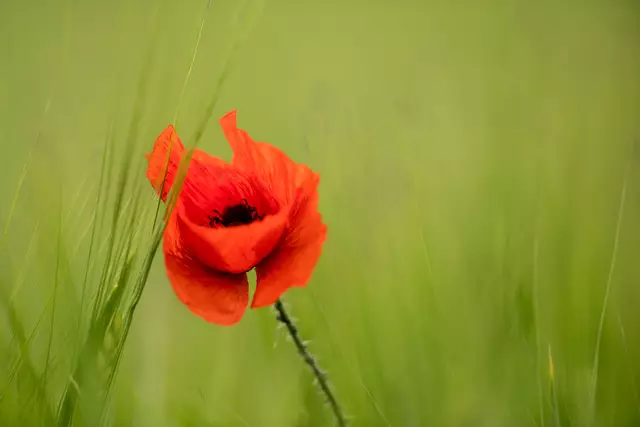 Auch die rote Mohnblume ist immer wieder schön anzuschauen. | Foto: Egon Groß