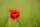 Auch die rote Mohnblume ist immer wieder schön anzuschauen. | Foto: Egon Groß