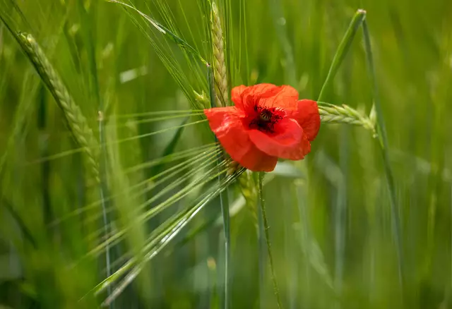 Gemeinsam sind wir stark - Mohnblume und Gerstenähre im Einklang. | Foto: Egon Groß