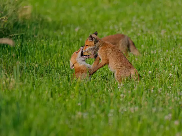 Ausführlicher Beitrag folgt, ich bin hin und weg von dieser Fotosession, v.a. da mich die Füchse bemerkt haben, aber das überhaupt kein Problem war, alles ganz entspannt (nur ich innerlich nicht......) | Foto: Eigenes Bild TB