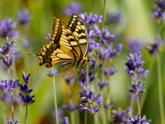 Schwalbenschwanz fliegt durch Lavendel - so ein schöner Kontrast (Nix Tarnen und Täuschen:-)). Ein echter WOW-Moment! | Foto: Eigenes Bild TB