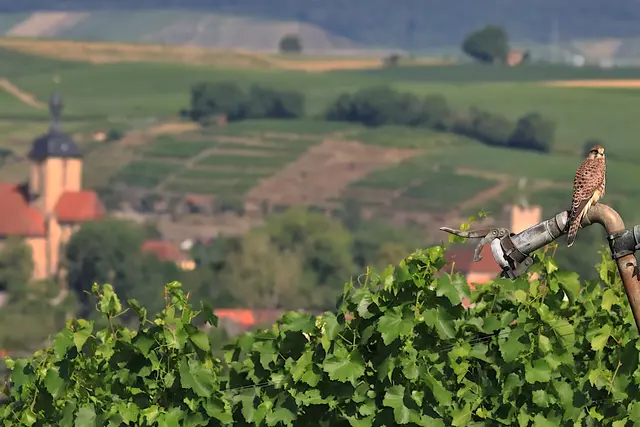 In den Lauffener Weinbergen | Foto: Frank-M. Zahn