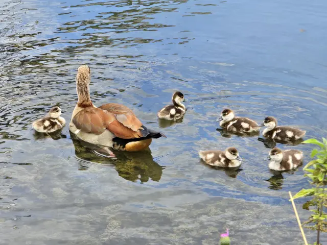 Nochmal Nachwuchs bei den Nilgänsen im Neckarbogen. | Foto: Heidrun Rosenberger