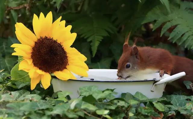 Sonnenblumenzeit😂 | Foto: Moni Bordt
