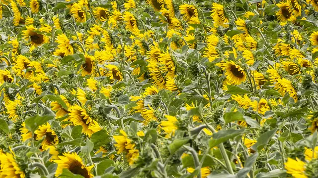 15. Juli 2025 | Foto: ehw