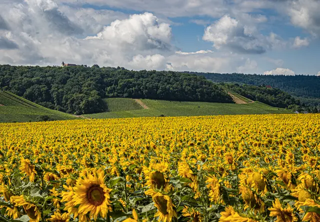 17. Juli 2025 * Michaelsberg, am rechten Rand Schloss Magenheim | Foto: ehw