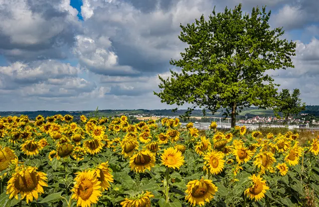 17. Juli 2025 * In der Bildmitte Güglingen, am rechten Rand Frauenzimmern | Foto: ehw
