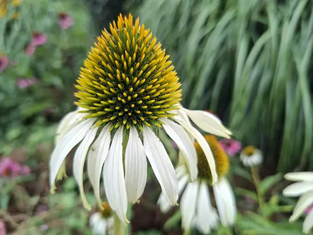 Schönheit🌸🌸 | Foto: Ralf Röser