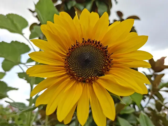 die Sonne scheint🌻🌻 | Foto: Ralf Röser