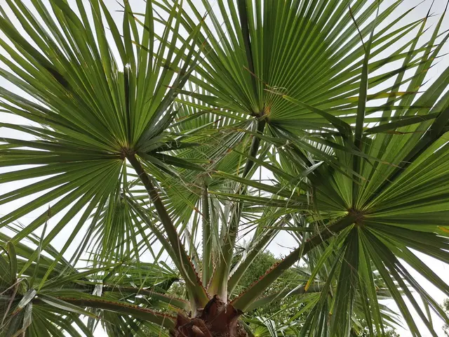 auch mal nach oben schauen | Foto: Ralf Röser
