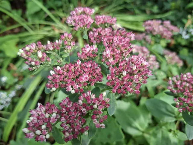 schee🤩🌸 | Foto: Ralf Röser