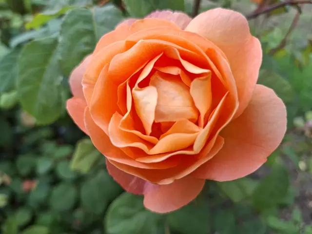 schee🤩🌸 | Foto: Ralf Röser