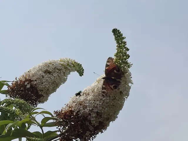 hinterm Haus | Foto: Ralf Röser