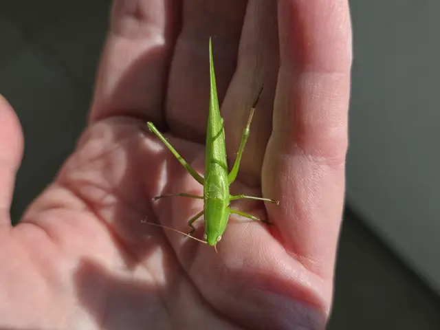 ... besser gesagt, ein Heupferd im Hausflur. Ich habe es selbstverständlich mit nach draussen genommen und in die Wiese gesetzt. Da war es dann auch ruck zuck verschwunden.  | Foto: Heidrun Rosenberger