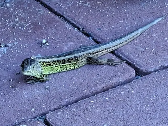 bei uns vor dem Haus | Foto: Ralf Röser