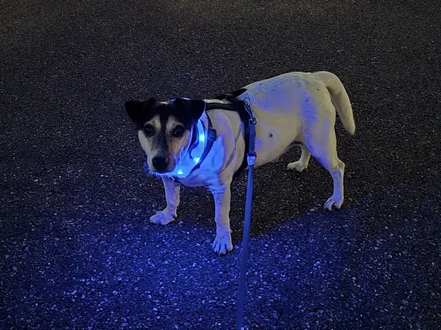 Brauchen wir um 21.30 Uhr doch schon wieder unsere Polizeibeleuchtung. So schnell geht's.  | Foto: Heidrun Rosenberger 