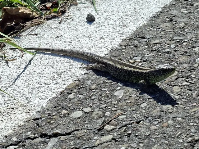 unterwegs getroffen🦎 | Foto: Ralf Röser
