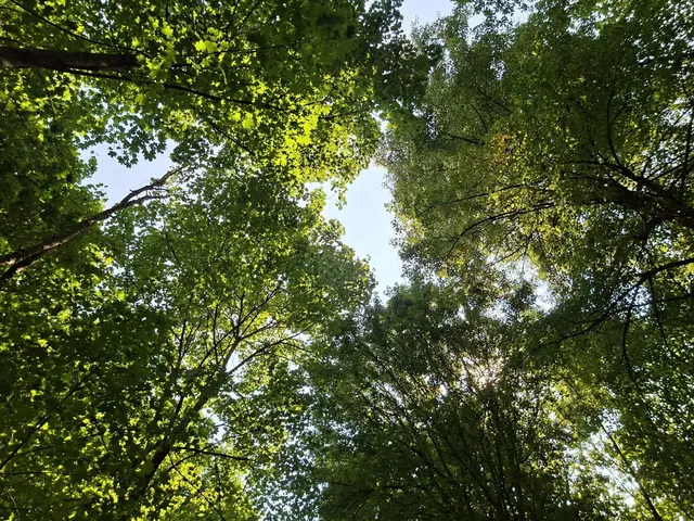 auch mal nach oben schauen | Foto: Ralf Röser