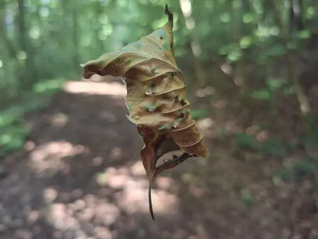 hängt am seidenen Faden | Foto: Ralf Röser