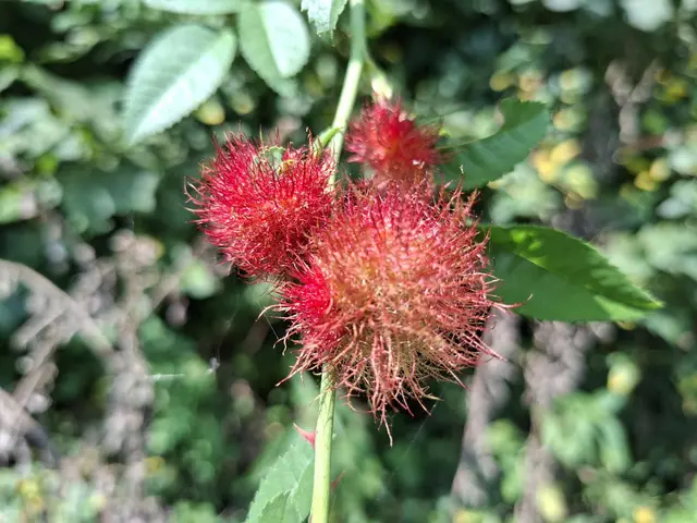 wasn das? | Foto: Ralf Röser