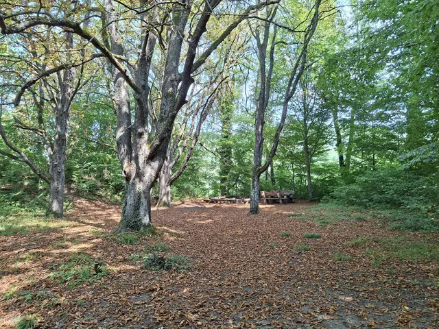 bissle früh dran mit Blätter abwerfen, oder? | Foto: Ralf Röser