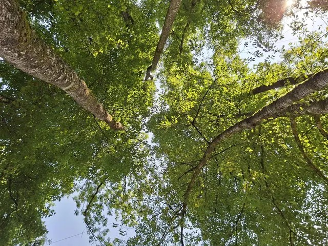 auch mal nach oben schauen | Foto: Ralf Röser