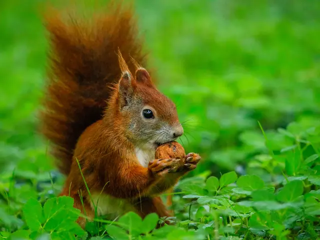 Zu den vielen bereits eingestellten schönen Hörnchen-Fotos stelle ich nun doch auch noch eines dazu. 
Wen's interessiert: Auch fotografiert mit Sigma 150-600 mm, allerdings im Schatten bei ISO 16000 , deshalb nicht ganz perfekt scharf ... | Foto: Egon Groß