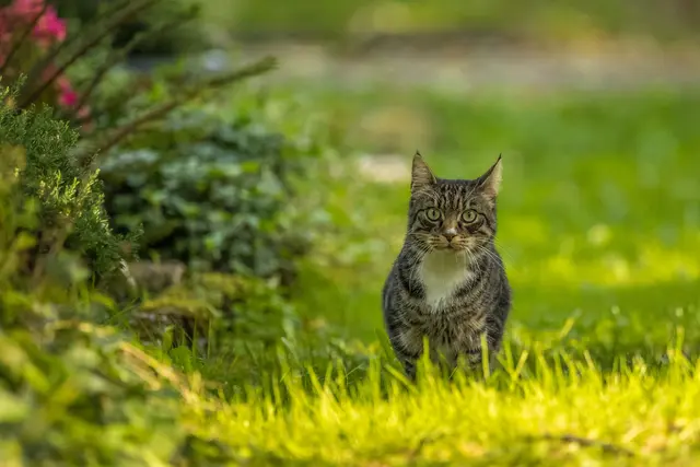 ...und sie hatte uns und die Hörnchen während unserer Fotoaktion lange Zeit genau im Visier.  | Foto: Egon Groß