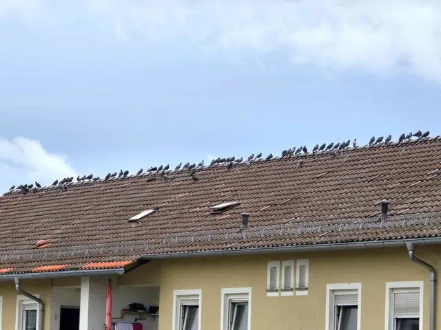 ...hier hat jeder seinen Platz  | Foto: Heidrun Rosenberger 