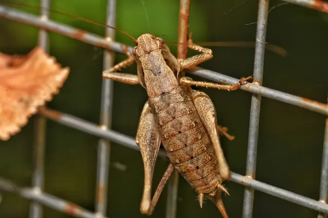 Gemeine Strauchschrecke / Nikon Z6 &amp; Sigma 2,8/105mm | Foto: Eignes Foto von GT