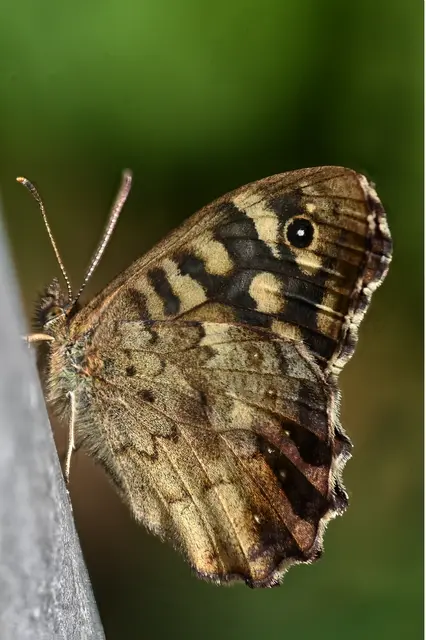 Waldbrettspiel / Nikon Z6 &amp; Sigma 2,8/105mm | Foto: Eigenes Foto von GT