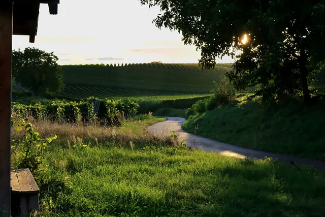 Abendstimmung in den Lauffener Weinbergen (Geigersberg) | Foto: Frank-M. Zahn