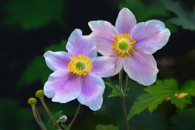 Dieses Jahr blühen unsere Herbstanemonen wieder sehr üppig und sind ein bunter Farbtupfer in unserem Garten. Da kann ich es wieder nicht lassen die zarten Blühten zu fotografieren. | Foto: Rüdiger Reingräber