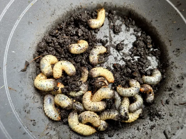 Mein Hochbeet war mal wieder gut bestückt mit den dicken Kriechern. | Foto: Heidrun Rosenberger 
