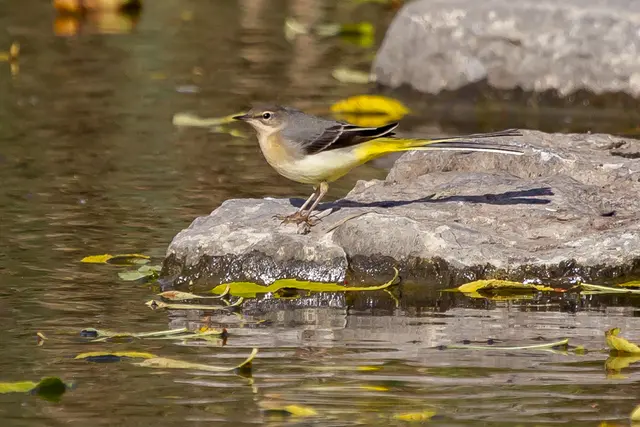 Gebiergsstelze | Foto: H. Rosenberger