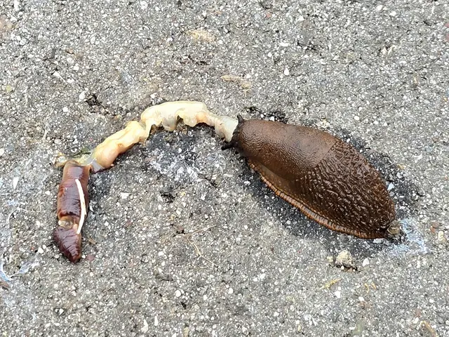 der ist aber schon tot, gottseidank.  | Foto: Heidrun Rosenberger 